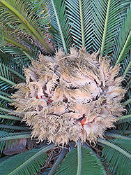 Japanese Sago Palm (Cycas revoluta) at Thies Farm & Greenhouses