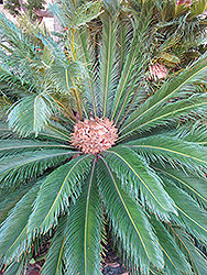 Japanese Sago Palm (Cycas revoluta) at Thies Farm & Greenhouses