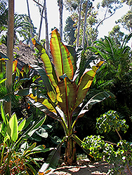 Darjeeling Banana (Musa sikkimensis) at Thies Farm & Greenhouses