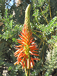Variegated Candelabra Aloe (Aloe arborescens 'Variegata') at Thies Farm & Greenhouses