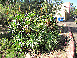 Variegated Candelabra Aloe (Aloe arborescens 'Variegata') at Thies Farm & Greenhouses