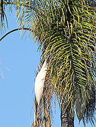 Queen Palm (Syagrus romanzoffiana) at Thies Farm & Greenhouses