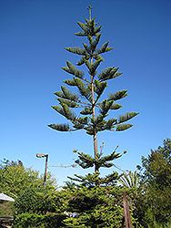 Norfolk Island Pine (Araucaria heterophylla) at Thies Farm & Greenhouses