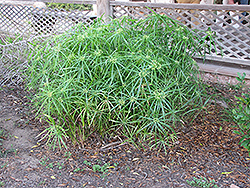 Umbrella Plant (Cyperus involucratus) at Thies Farm & Greenhouses