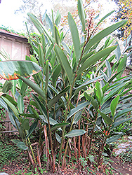 Shell Ginger (Alpinia zerumbet) at Thies Farm & Greenhouses