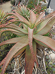 Spiny Aloe (Aloe africana) at Thies Farm & Greenhouses