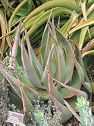 Aloe (Aloe globuligemma) at Thies Farm & Greenhouses