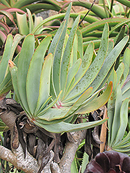 Fan Aloe (Aloe plicatilis) at Thies Farm & Greenhouses