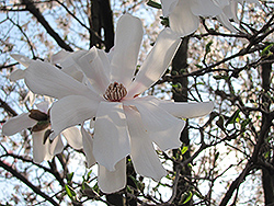 Waterlily Magnolia (Magnolia stellata 'Waterlily') at Thies Farm & Greenhouses