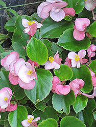 Prelude Pink Begonia (Begonia 'Prelude Pink') at Thies Farm & Greenhouses