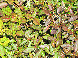 Versicolor Alternanthera (Alternanthera ficoidea 'Versicolor') at Thies Farm & Greenhouses