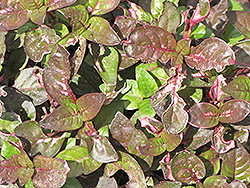 Variegata Rosea Alternanthera (Alternanthera lehmannii 'Variegata Rosea') at Thies Farm & Greenhouses