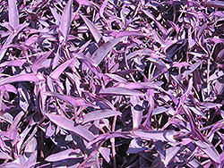 Purple Heart Spider Lily (Tradescantia pallida 'Purple Heart') at Thies Farm & Greenhouses