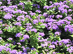 Hawaii Blue Flossflower (Ageratum 'Hawaii Blue') at Thies Farm & Greenhouses