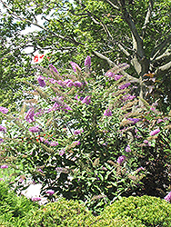 Pink Delight Butterfly Bush (Buddleia davidii 'Pink Delight') at Thies Farm & Greenhouses