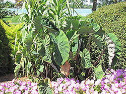 Black Stem Elephant Ear (Colocasia fontanesii) at Thies Farm & Greenhouses