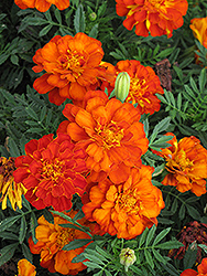 Durango Red Marigold (Tagetes patula 'Durango Red') at Thies Farm & Greenhouses