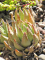 Short-leaved Aloe (Aloe brevifolia) at Thies Farm & Greenhouses