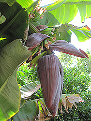 Rajapuri Banana (Musa 'Rajapuri') at Thies Farm & Greenhouses
