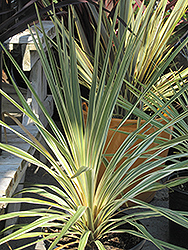 Sparkler Grass Palm (Cordyline australis 'Sparkler') at Thies Farm & Greenhouses