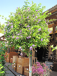Sapphire Showers Duranta (Duranta erecta 'Sapphire Showers') at Thies Farm & Greenhouses