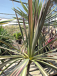 Kiwi Cabbage Palm (Cordyline australis 'Kiwi') at Thies Farm & Greenhouses