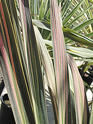 Kiwi Cabbage Palm (Cordyline australis 'Kiwi') at Thies Farm & Greenhouses