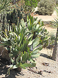 Fan Aloe (Aloe plicatilis) at Thies Farm & Greenhouses