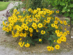 Indian Summer Coneflower (Rudbeckia hirta 'Indian Summer') at Thies Farm & Greenhouses
