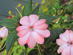 SunPatiens Compact Blush Pink New Guinea Impatiens (Impatiens 'SakimP013') at Thies Farm & Greenhouses