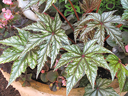 Gryphon Begonia (Begonia 'Gryphon') at Thies Farm & Greenhouses