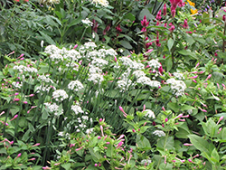 Garlic Chives (Allium tuberosum) at Thies Farm & Greenhouses