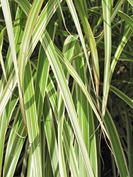 Morning Light Maiden Grass (Miscanthus sinensis 'Morning Light') at Thies Farm & Greenhouses
