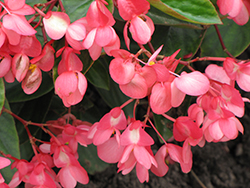 Dragon Wing Pink Begonia (Begonia 'Dragon Wing Pink') at Thies Farm & Greenhouses