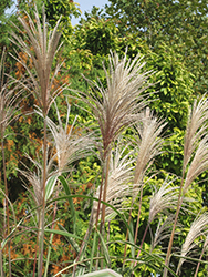 Variegated Silver Grass (Miscanthus sinensis 'Variegatus') at Thies Farm & Greenhouses