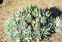 Large Short-leaved Aloe (Aloe brevifolia var. depressa) at Thies Farm & Greenhouses