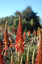 Torch Aloe (Aloe arborescens) at Thies Farm & Greenhouses