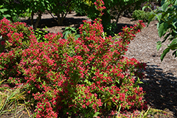 Sonic Bloom Red Reblooming Weigela (Weigela florida 'Verweig 6') at Thies Farm & Greenhouses