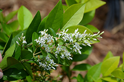 Golden Ticket Privet (Ligustrum x vicaryi 'NCLX1') at Thies Farm & Greenhouses