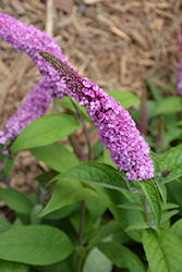 Lo & Behold Pink Micro Chip Butterfly Bush (Buddleia 'Pink Micro Chip') at Thies Farm & Greenhouses
