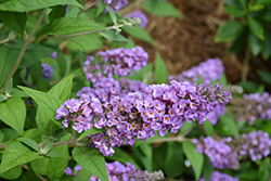 Lo & Behold Blue Chip Butterfly Bush (Buddleia 'Blue Chip') at Thies Farm & Greenhouses