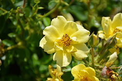 Oso Easy Lemon Zest Rose (Rosa 'Chewhocan') at Thies Farm & Greenhouses