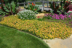 Supertunia Honey Petunia (Petunia 'Supertunia Honey') at Thies Farm & Greenhouses