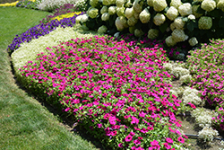 Supertunia Royal Magenta Petunia (Petunia 'Supertunia Royal Magenta') at Thies Farm & Greenhouses