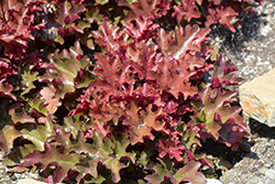 Dolce Cinnamon Curls Coral Bells (Heuchera 'Inheuredfu') at Thies Farm & Greenhouses