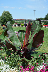 Red Banana (Ensete ventricosum 'Maurelii') at Thies Farm & Greenhouses