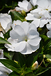 SunPatiens Compact White Impatiens (Impatiens 'SakimP027') at Thies Farm & Greenhouses