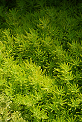 Lemon Coral Stonecrop (Sedum rupestre 'Lemon Coral') at Thies Farm & Greenhouses