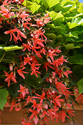 San Francisco Begonia (Begonia boliviensis 'San Francisco') at Thies Farm & Greenhouses