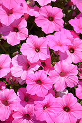Supertunia Vista Bubblegum Petunia (Petunia 'Supertunia Vista Bubblegum') at Thies Farm & Greenhouses